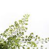 Product Image 5 for Dorothea Fern Stems, Bundle of 7 from Napa Home And Garden