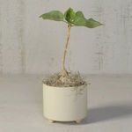 Product Image 5 for Simon Footed Planter, Ceramic, White / Matte White from Homart