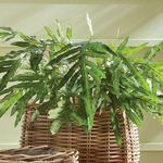 Product Image 4 for Hare's Foot Fern Potted 36" from Napa Home And Garden