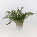 Product Image 3 for Natural Fern Drop-In from Napa Home And Garden