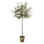Olive Tree In Moss Pot 69" image 2