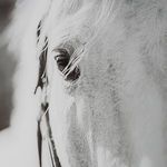 Product Image 6 for Eyes On The Prize Black & White Framed Horse Print from Uttermost