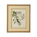 Product Image 1 for Catesby Bird & Botanical Artwork I from Chelsea House
