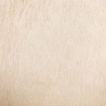 Extreme close-up of light buff hair on hide surface showing fine hair texture