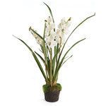 Product Image 1 for Cymbidium Orchid X3 Drop In 36" from Napa Home And Garden