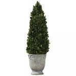 Product Image 1 for Uttermost Boxwood Cone Topiary from Uttermost