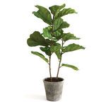 Product Image 2 for Faux Fiddle Leaf Potted Fig, 43" from Napa Home And Garden
