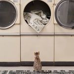 Cream and dark slate tribal rug partially inside washing machine in laundry room with cat watching