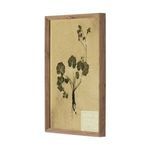 Side angle of frame showing depth and rustic walnut wood with pressed plant artwork inside