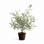 Product Image 1 for Olive Tree Drop-In from Napa Home And Garden