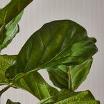 Product Image 7 for Fiddle Leaf Fig Potted 43" from Napa Home And Garden