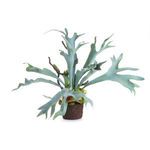 Free-standing Staghorn faux fern with broad, pale green, antler-shaped leaves emerging from a rounded brown base