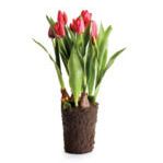 Product Image 2 for Tulip Drop-In 22" from Napa Home And Garden