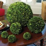 Product Image 2 for Boxwood Ball from Napa Home And Garden