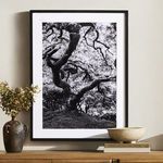 Product Image 11 for Tree Gaze IV By Coup D'esprit from Four Hands