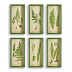 Product Image 1 for Fern Study Shadow Box Prints, Set Of 6 from Napa Home And Garden