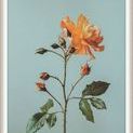 Product Image 1 for Flowers of Adornment 10 from Level 57 Art Studio
