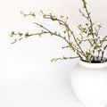 Product Image 5 for Gwendolyn Blossom Branches - 48", Bundle of 2 from Napa Home And Garden