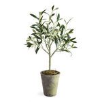 Product Image 1 for Olive Tree Potted from Napa Home And Garden