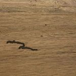 Product Image 17 for Abaso Rustic Oak Wormwood Large Accent Bench from Four Hands