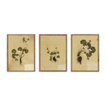 Triptych of three framed botanical paintings featuring dried leafy plants with roots on beige textured paper in rustic wal...