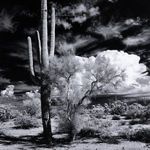 Product Image 11 for Sonoran Desert By Getty from Four Hands