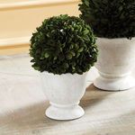 Product Image 2 for Boxwood Ball Topiary In Pot from Napa Home And Garden