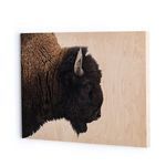 Product Image 8 for American Bison from Four Hands