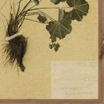 Close-up on plant leaves and handwritten text on textured yellowed paper