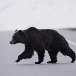 Product Image 2 for Grizzly Bear from Four Hands