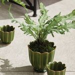 Product Image 3 for Birds Nest Fern Drop-In 9 from Napa Home And Garden