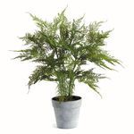 Product Image 1 for Plumosa Fern Drop-In 21" from Napa Home And Garden