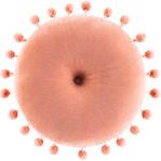 Product Image 2 for Serengeti Round Rose Pillow from Surya