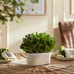Product Image 2 for Boxwood Bush In Oval Pot from Napa Home And Garden
