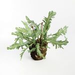 Product Image 2 for Birds Nest Fern Drop-In 13.5 from Napa Home And Garden