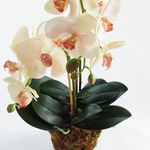 Product Image 3 for Phalaenopsis Orchid Drop-In 23" from Napa Home And Garden