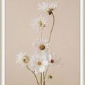 Product Image 1 for Flowers of Adornment 9 from Level 57 Art Studio