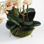 Product Image 2 for Phalaenopsis Orchid Bowl Drop-In 18.5" from Napa Home And Garden