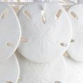 Close-up of white bone china sand dollars showing star-shaped texture details