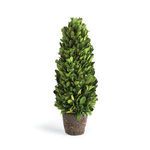 Product Image 1 for Boxwood Cone Topiary Drop-in from Napa Home And Garden