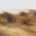 Tight textured view showcasing the blurred brushstroke effect in the brown and tan area of Her Captor photo