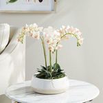 Product Image 4 for Phalaenopsis 16" Mini Garden Drop-In from Napa Home And Garden