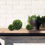 Product Image 3 for Boxwood Ball from Napa Home And Garden