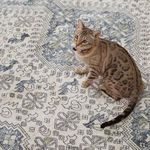 Product Image 7 for Yucca Medallion Cream/ Blue Area Rug from Jaipur 