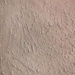 Close-up detail of Midnight Harvest painting surface texture showing raised organic elements and markings