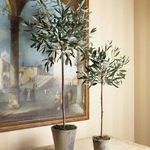 Product Image 2 for Olive Tree Potted 46" from Napa Home And Garden