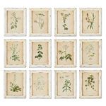 Product Image 1 for Framed Wild Flower Botanical Prints, Set Of 12 from Napa Home And Garden