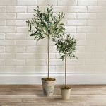 Product Image 6 for Olive Tree Potted from Napa Home And Garden