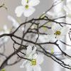 Product Image 5 for White Dogwood Branch from Napa Home And Garden