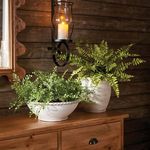 Product Image 3 for Boston Fern Drop-In from Napa Home And Garden